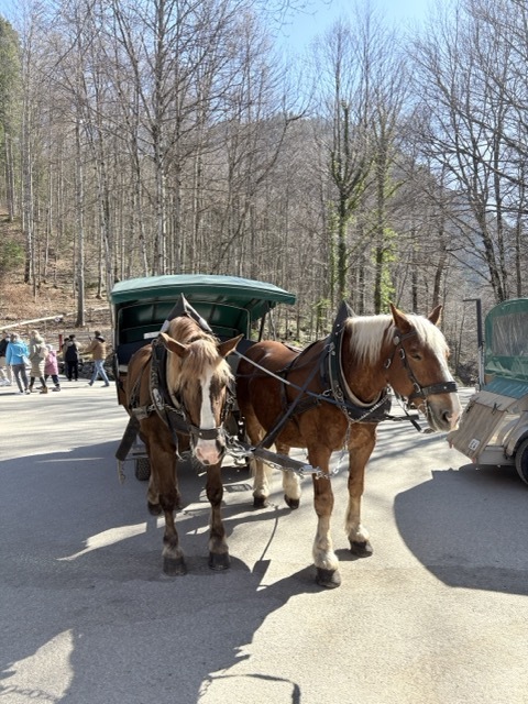 德國旅遊 新天鵝堡公車 新天鵝堡（Schloss Neuschwanstein）德國公車 德國黑森林 德國 馬車 德國馬車 新天鵝堡馬車